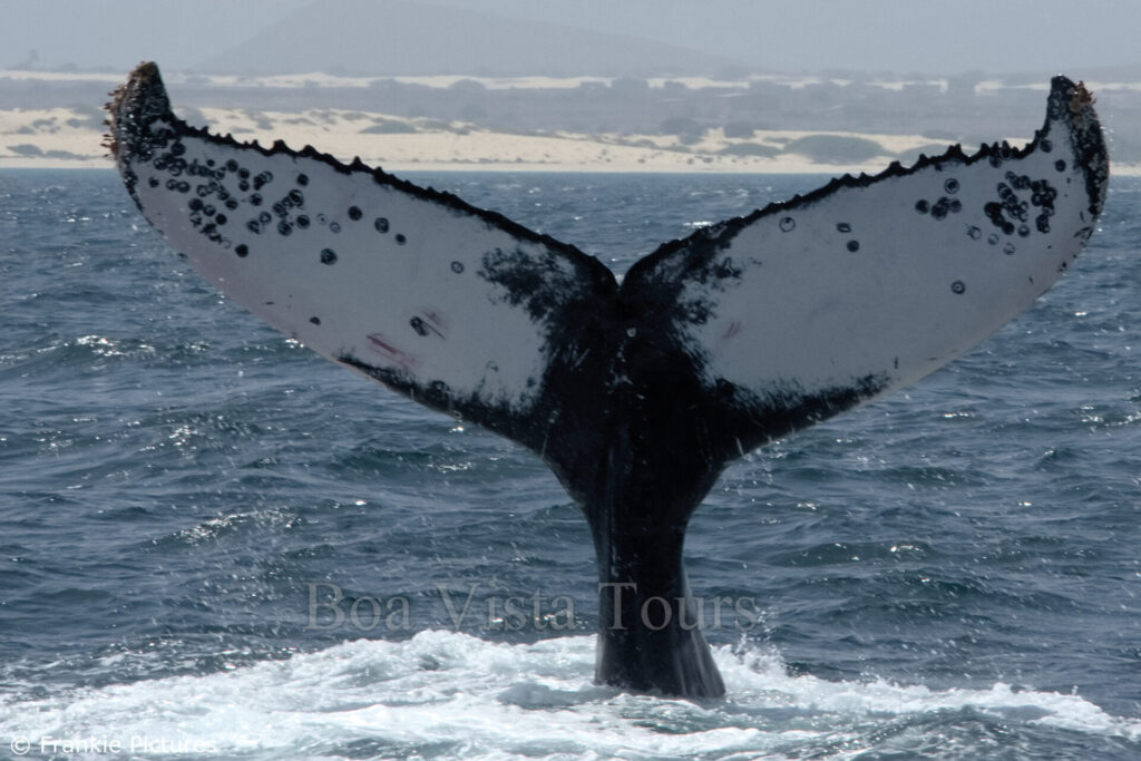 Boa Vista Tours, Whale Watching, Walbeobachtung, Buckelwale, Boavista, Kapverden, Ausflüge